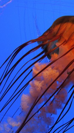 Jellyfish, 4k, 5k wallpaper, Pacific sea nettle, Georgia, Atlanta, diving, tourism, Aquarium, water, blue, orange (vertical)