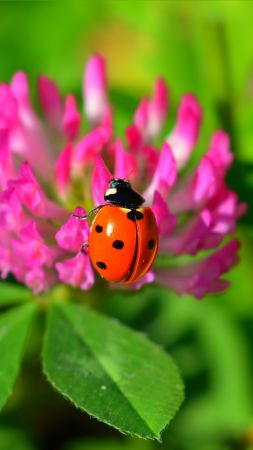 Ladybug, flower, 4K (vertical)