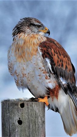 Ferruginous Hawk, bird, winter, snow, 4K (vertical)