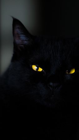 cat, black, yellow, eyes, 4K (vertical)