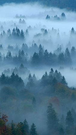 fog, forest, Bing, Microsoft, 4K (vertical)