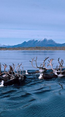 deer, Alaska, Kobuk River, Bing, Microsoft, 4K (vertical)