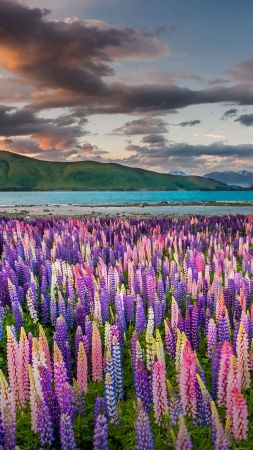 flowers, Tekapo, New Zealand, Bing, Microsoft, 5K (vertical)