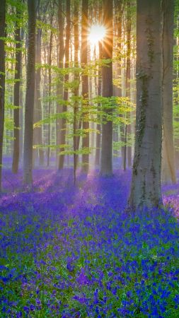 bluebell, flower, forest, sun, light, 4K (vertical)