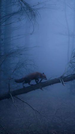 fox, dark, forest, fog, 5K (vertical)