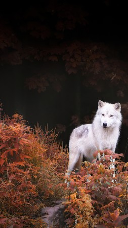 wolf, white, autumn, forest, 4K (vertical)