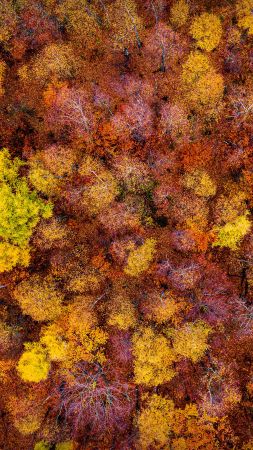 autumn, forest, trees, 4K (vertical)