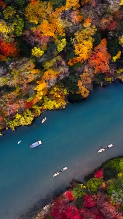river, forest, colors, autumn, 5K (vertical)