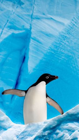 penguin, glacier, ice, winter, 4K (vertical)