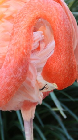 Flamingo, HD, 4k wallpaper, Sun Diego, zoo, bird, red, plumage, tourism, pond (vertical)