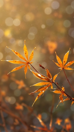 colorful foliage wallpaper, leaf peeping, outdoor adventures, background for mobile wallpaper (vertical)