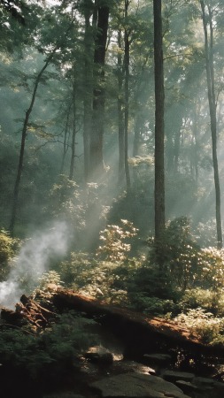 scenic hike wallpaper, nature exploration, natural scenery, background for mobile wallpaper (vertical)