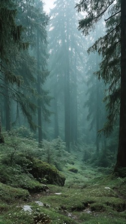 wilderness walk wallpaper, dense foliage, peaceful landscape, background for mobile wallpaper (vertical)