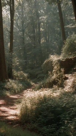 wildflower meadow wallpaper, pathway, nature walk, background for mobile wallpaper (vertical)