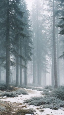 foggy forest wallpaper, haze, peaceful scenery, background for mobile wallpaper (vertical)
