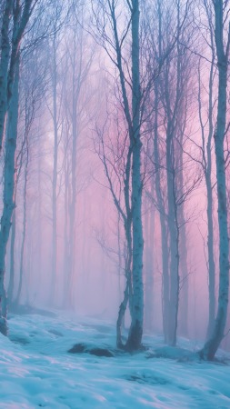 mist wallpaper, surreal, foggy trees, background for mobile wallpaper (vertical)