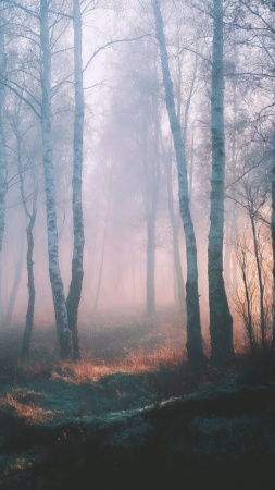enchanted trees wallpaper, surreal, winter forest, background for mobile wallpaper (vertical)