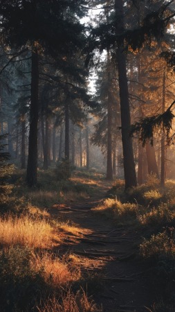 nature trail wallpaper, soft light, path, background for mobile wallpaper (vertical)