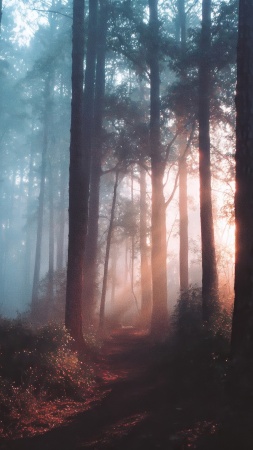 imaginative imagery wallpaper, serene environment, dreamcore, background for mobile wallpaper (vertical)