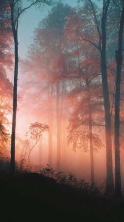 whimsical landscape wallpaper, tranquil grove, magical woods, background for mobile wallpaper (vertical)