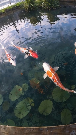 ornamental fish wallpaper, calming scenery, koi pond, background for mobile wallpaper (vertical)