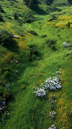 early blooms wallpaper, green growth, sunny, background for mobile wallpaper (vertical)