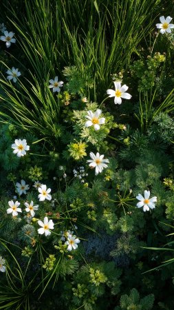 floral close-up wallpaper, fresh blooms, spring beauty, background for mobile wallpaper (vertical)