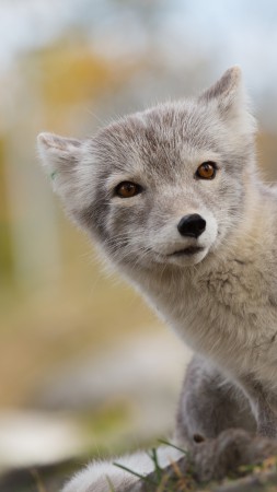 Arctic fox, Northern Hemisphere, animal (vertical)