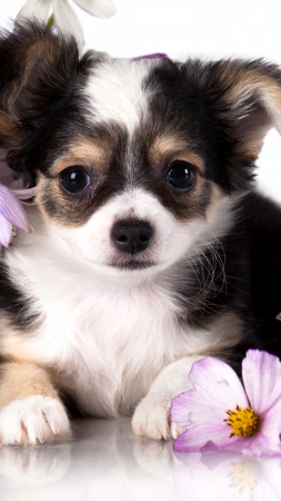 Chihuahua, puppy, dog, flower, animal (vertical)