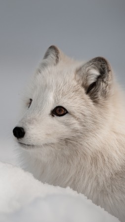 Arctic fox, Northern Hemisphere, animal (vertical)