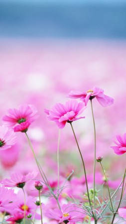 Wildflowers, HD, 4k wallpaper, field, pink, flower (vertical)
