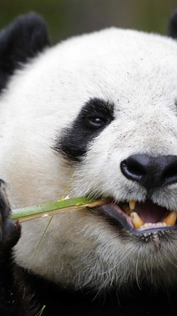 Panda, Giant Panda Zoo, Cute animals (vertical)