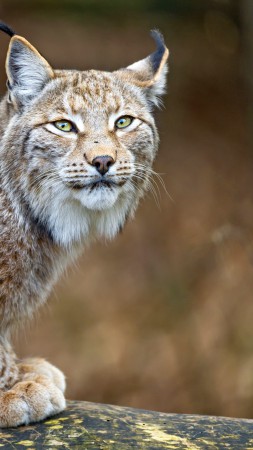 lynx, World's dangerous animals, predator (vertical)
