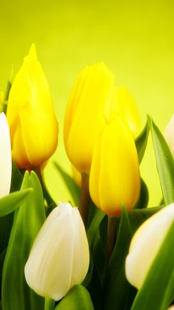 Tulip, 4k, HD wallpaper, spring, flower, yellow (vertical)