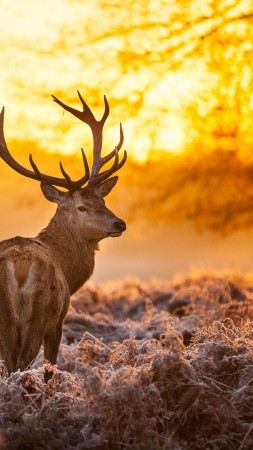 Deer, 4k, HD wallpaper, wild, sun, yellow, nature, winter (vertical)