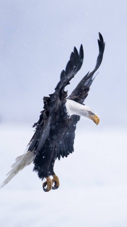 Eagle, Alaska, 5k, 4k wallpaper, HD, flight, winter, snow, National Geographics (vertical)