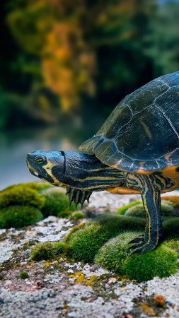 Turtle, Swimming, Andaman Sea, Thailand, Phuket, sport, turtles, nature,  (vertical)