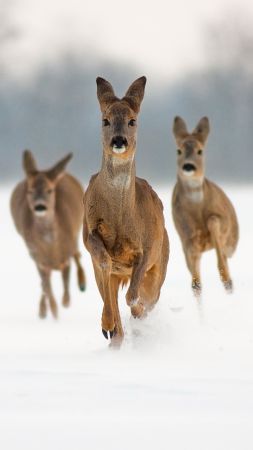 lama, cute animals, snow (vertical)