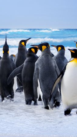 Pinguin, snow, ocean, cute animals, funny (vertical)