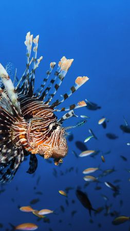 Lionfish, underwater, Best Diving Sites (vertical)