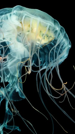 Apple Watch Wallpaper Jellyfish, 4k, HD wallpaper, Lion's mane jellyfish, underwater (vertical)