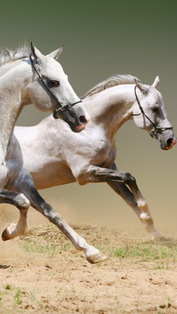 Horse, cute animals, gallop (vertical)