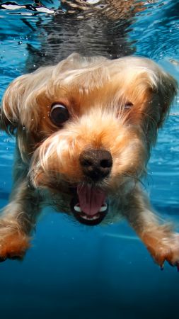 terrier, dog, underwater, cute animals, funny (vertical)