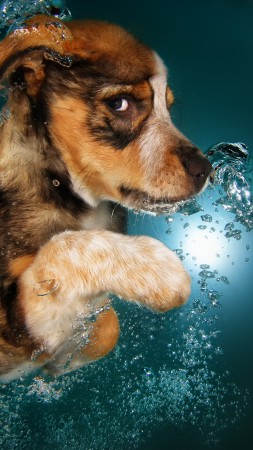 Border Collie, dog, underwater, cute animals, funny (vertical)