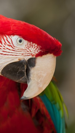 Macaw, parrot, cute animals (vertical)