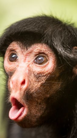 Chimpanzee, monkey, cute animals, funny (vertical)