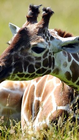Giraffe, meadow, cute animals, funny (vertical)