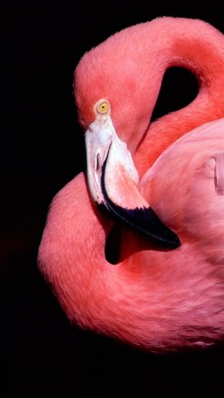 Flamingo, cute animals, pink (vertical)