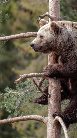 Brown bear, bear, cute animals, tree (vertical)