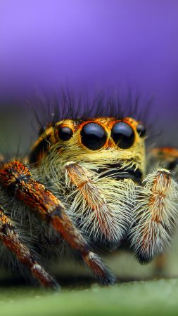 Bagheera kiplingi, spider, macro (vertical)